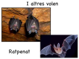 I altres volen




Ratpenat
 