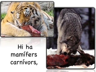 Hi ha
mamífers
carnívors,
 