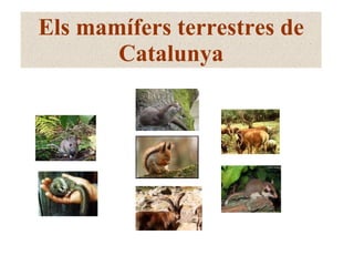Els mamífers terrestres de Catalunya 