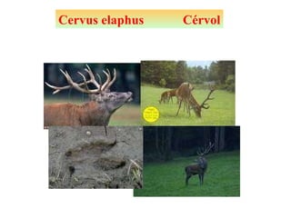 Cervus elaphus  Cérvol 