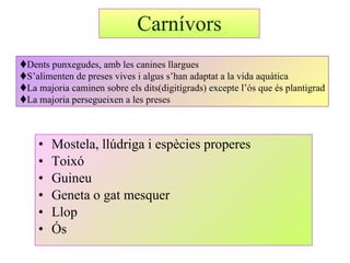 Carnívors <ul><li>Mostela, llúdriga i espècies properes </li></ul><ul><li>Toixó </li></ul><ul><li>Guineu </li></ul><ul><li...