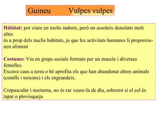 Guineu  Vulpes vulpes Hàbitat:  pot viure en molts indrets, però on assoleix densitats molt altes és a prop dels nuclis ha...