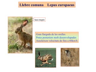 Llebre comuna  Lepus europaeus Gran llargada de les orelles Potes posteriors molt desenvolupades Assoleixen velocitats de ...