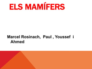 ELS MAMÍFERS
Marcel Rosinach, Paul , Youssef i
Ahmed
 
