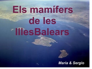 Els mamífers         de les   IllesBalears Maria & Sergio 