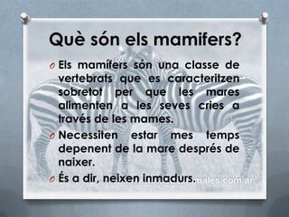 Què són els mamifers?
O Els mamífers són una classe de
  vertebrats que es caracteritzen
  sobretot per que les mares
  alimenten a les seves cries a
  través de les mames.
O Necessiten estar mes temps
  depenent de la mare després de
  naixer.
O És a dir, neixen inmadurs.
 