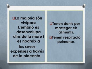 La majoria són
      vivípars:      Tenen dents per
    L'embrió es         mastegar els
   desenvolupa           aliments.
 dins de la mare i   Tenen respiració
   es nodreix a          pulmonar.
    les seves
expenses a través
 de la placenta.
 