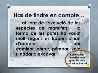 Has de tindre en compte…
… al llarg de l'evolució de les
espècies de mamífers , la
forma de les potes ha variat
molt segons es troben, s’han
d'adaptar                   per
caminar, córrer, grimpar, vola
r, nadar o excavar.       Escolta a un
                              mamifer molt
                              gran. De quin
                            animal es tracta?
 