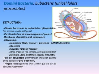 Domini Bacteria: Eubacteris (unicel·lulars
procariotes)
- Càpsula bacteriana de polisacàrids i glicoproteïnes
(no sempre, molts patògens)
- Paret bacteriana de mureïna (gram +/ gram -)
-Membrana plasmàtica amb mesosomes
- Citoplasma :
- cromosoma (DNA) circular
- ribosomes
- inclusions (grànuls reserva)
- altres orgànuls (no sempre, com els tilacoides)
- plasmidis (ADN bicatenari circular més petit)
-Pèls de conjugació (intercanviar material genètic
entre bacteris o pèls d’adhesió.)
- Flagels (desplaçament, més senzill que els de les
cèl·lules eucariotes)
ESTRUCTURA:
+ proteïnes + ARN (NUCLEOIDE)
 