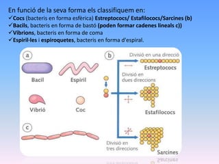 En funció de la seva forma els classifiquem en:
Cocs (bacteris en forma esfèrica) Estreptococs/ Estafilococs/Sarcines (b)
Bacils, bacteris en forma de bastó (poden formar cadenes lineals c))
Vibrions, bacteris en forma de coma
Espiril·les i espiroquetes, bacteris en forma d'espiral.
 