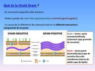 Què és la tinció Gram ?
- És una tinció específica dels bacteris.
- Poden quedar de color blau (grampositiu) o vermell (gramnegatiu).
- La causa de la diferència de coloració està en la diferent estructura i
composició de la paret.
Gram + tenen paret
monoestratificada
(solament capa gruixuda
de mureïna)
Gram – tenen paret
biestratificada (capa de
mureïna fina més
membrana externa de
doble capa de lípids)
 