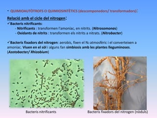 - QUIMIOAUTÒTROFS O QUIMIOSINTÈTICS (descomponedors/ transformadors):
Relació amb el cicle del nitrogen:
Bacteris nitrificants:
- Nitrificants : transformen l'amoníac, en nitrits. (Nitrosomonas)
- Oxidants de nitrits : transformen els nitrits a nitrats. (Nitrobacter)
Bacteris fixadors del nitrogen: aerobis, fixen el N2 atmosfèric i el converteixen a
amoníac. Viuen en el sòl i alguns fan simbiosis amb les plantes lleguminoses.
(Azotobacter/ Rhizobium)
Bacteris nitrificants Bacteris fixadors del nitrogen (nòduls)
 