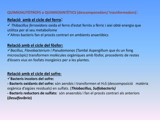 QUIMIOAUTÒTROFS o QUIIMIOSINTÈTICS (descomponedors/ trasnformadors):
Relació amb el cicle del ferro:
 Thibacillus ferroxidans oxida el ferro d’estat ferrós a fèrric i així obté energia que
utilitza per al seu metabolisme
Altres bacteris fan el procés contrari en ambients anaeròbics
Relació amb el cicle del fòsfor:
Bacillus, Flavobacterium i Pseudomonas (També Aspergillum que és un fong
microscòpic) transformen molècules orgàniques amb fòsfor, procedents de restes
d’éssers vius en fosfats inorgànics per a les plantes.
Relació amb el cicle del sofre:
Bacteris incolors del sofre:
- Bacteris oxidants del sofre: són aerobis i transformen el H2S (descomposició matèria
orgànica d’aigües residuals) en sulfats. (Thiobacillus, Sulfobacteris)
- Bacteris reductors de sulfats: són anaerobis i fan el procés contrari als anteriors
(Desulfovibrio)
 