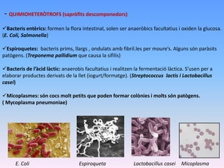 - QUIMIOHETERÒTROFS (sapròfits descomponedors)
Bacteris entèrics: formen la flora intestinal, solen ser anaeròbics facultatius i oxiden la glucosa.
(E. Coli, Salmonella)
Espiroquetes: bacteris prims, llargs , ondulats amb fibril.les per moure’s. Alguns són paràsits
patògens. (Treponema pallidium que causa la sífilis)
Bacteris de l’àcid làctic: anaerobis facultatius i realitzen la fermentació làctica. S’usen per a
elaborar productes derivats de la llet (iogurt/formatge). (Streptococcus lactis i Lactobacillus
casei)
Micoplasmes: són cocs molt petits que poden formar colònies i molts són patògens.
( Mycoplasma pneumoniae)
E. Coli Espiroqueta Lactobacillus casei Micoplasma
 