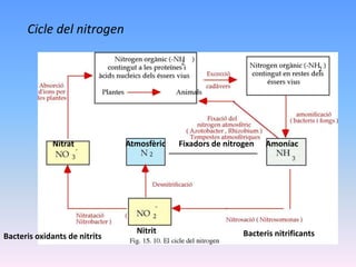 Cicle del nitrogen
AmoníacAtmosfèric
Nitrit
Nitrat
Bacteris nitrificantsBacteris oxidants de nitrits
Fixadors de nitrogen
 