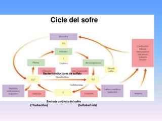Bacteris reductores de sulfats
Bacteris oxidants del sofre
(Thiobacillus) (Sulfobacteris)
 