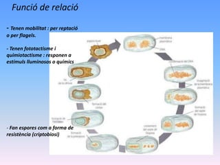 Funció de relació
- Tenen mobilitat : per reptació
o per flagels.
- Tenen fototactisme i
quimiotactisme : responen a
estímuls lluminosos o químics
- Fan espores com a forma de
resistència (criptobiosi)
 