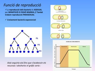 Funció de reproducció
La reproducció dels bacteris és ASEXUAL
per BIPARTICIÓ O FISSIÓ BINÀRIA // També
trobem reproducció PARASEXUAL
 Creixement bacterià exponencial
Això seguiria així fins que s’acabessin els
recursos i aleshores el gràfic seria :
 