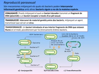 Reproducció parasexual
Són mecanismes mitjançant els quals els bacteris poden intercanviar
informació genètica amb altres bacteris siguin o no de la mateixa espècie.
CONJUGACIÓ: Procés mitjançant el qual un bacteri donador transmet un fragment de
DNA (plasmidi) a un bacteri receptor a través d’un pèl sexual.
TRANSDUCCIÓ: Intercanvi de material genètic,entre dos bacteris, mitjançant un agent
transmissor que sol ser un virus.
TRANSFORMACIÓ: Un bacteri introdueix al seu interior fragments de DNA que estaven
lliures en el medi, possiblement per lisi (trencament) d’altres bacteris.
 
