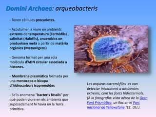 Domini Archaea: arqueobacteris
- Tenen cèl·lules procariotes.
- Acostumen a viure en ambients
extrems de temperatura (Termòfils) ,
salinitat (Halòfils), anaeròbics on
produeixen metà a partir de matèria
orgànica (Metanògens)
- Genoma format per una sola
molècula d’ADN circular associada a
histones.
- Membrana plasmàtica formada per
una monocapa o bicapa
d’hidrocarburs isoprenoides
- Se’ls anomena “bacteris fòssils” per
què poden viure en els ambients que
suposadament hi havia en la Terra
primitiva.
Les arqueas extremòfiles es van
detectar inicialment a ambientes
extrems, com les fonts hidrotermals.
(A la fotografia: vista aérea de la Gran
Font Prismàtica, un llac en el Parc
nacional de Yellowstone (EE. UU.).
 