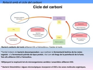 Relació amb el cicle del carboni
•Bacteris oxidants del metà alliberen CO2 a l’atmosfera a l’oxidar el metà.
*També trobem els bacteris descomponedors que realitzen la fermentació butírica de les restes
vegetals o la fermentació pútrida de tipus proteic. Així com els fongs de la putrefacció de la fusta.
Tots ells alliberen CO2 a l’atmosfera.
•Mitjançant la respiració tot els microorganismes aeròbics i anaeròbics alliberen CO2.
* Bacteris fotosintètics i algues microscòpiques incorporen el CO2 a les seves molècules orgàniques.
 