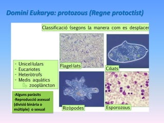 Domini Eukarya: protozous (Regne protoctist)
-Alguns paràsits
-Reproducció asexual
(divisió binària o
múltiple) o sexual
 