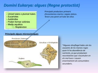 Domini Eukarya: algues (Regne protoctist)
Principals algues microscòpiques
*Algunes dinoflagel·lades són les
causants de les marees roges
quan hi ha abundància de
nutrients, ja que produeixen
neurotoxines que s’acumulen en
els mol·luscs i causen
enverinament als consumidors
secundaris.
Principals productors primaris
d’ecosistemes marins i aigües dolces.
Tenen una paret cel·lular de sílice.
 