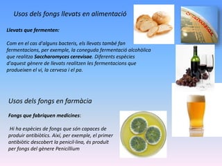 Llevats que fermenten:
Com en el cas d'alguns bacteris, els llevats també fan
fermentacions, per exemple, la coneguda fermentació alcohòlica
que realitza Saccharomyces cerevisae. Diferents espècies
d'aquest gènere de llevats realitzen les fermentacions que
produeixen el vi, la cervesa i el pa.
Usos dels fongs llevats en alimentació
Usos dels fongs en farmàcia
Fongs que fabriquen medicines:
Hi ha espècies de fongs que són capaces de
produir antibiòtics. Així, per exemple, el primer
antibiòtic descobert la penicil·lina, és produït
per fongs del gènere Penicillium
 