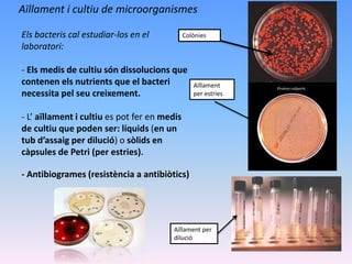 Aïllament i cultiu de microorganismes
Els bacteris cal estudiar-los en el
laboratori:
- Els medis de cultiu són dissolucions que
contenen els nutrients que el bacteri
necessita pel seu creixement.
- L’ aïllament i cultiu es pot fer en medis
de cultiu que poden ser: líquids (en un
tub d’assaig per dilució) o sòlids en
càpsules de Petri (per estries).
- Antibiogrames (resistència a antibiòtics)
Colònies
Aïllament
per estries
Aïllament per
dilució
 