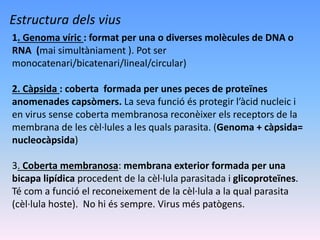 Estructura dels vius
1. Genoma víric : format per una o diverses molècules de DNA o
RNA (mai simultàniament ). Pot ser
monocatenari/bicatenari/lineal/circular)
2. Càpsida : coberta formada per unes peces de proteïnes
anomenades capsòmers. La seva funció és protegir l’àcid nucleic i
en virus sense coberta membranosa reconèixer els receptors de la
membrana de les cèl·lules a les quals parasita. (Genoma + càpsida=
nucleocàpsida)
3. Coberta membranosa: membrana exterior formada per una
bicapa lipídica procedent de la cèl·lula parasitada i glicoproteïnes.
Té com a funció el reconeixement de la cèl·lula a la qual parasita
(cèl·lula hoste). No hi és sempre. Virus més patògens.
 