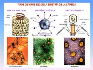 Capsomers: Hexons +pentons
 