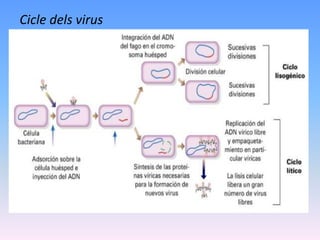 Cicle dels virus
 