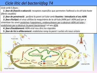 Cicle amb 5 fases :
1. fase de fixació o adsorció: receptors específics que permeten l’adhesió a la cèl·lula hoste
(fibres caudals)
2. fase de penetració: perfora la paret cel·lular amb lisozims i introdueix el seu ADN.
3. fase d’eclipsi: el virus utilitza la maquinària de la cèl·lula (ARN pol i ADN pol) per a
sintetitzar les seves proteïnes (capsòmers, endonucleases per a destruir ADN cel·lular i
endolisines per a destruir la paret bacteriana) i el seu ADN.
4. fase d’acoblament: ADN viral nou dins les càpsides
5. fase de lisi o alliberament: endolisina romp la paret i surten els nous virions
Cicle lític del bacteriòfag T4
 