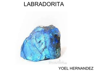 LABRADORITA YOEL HERNANDEZ