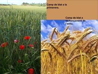Camp de blat a la primavera. Camp de blat a començament de l’estiu. 