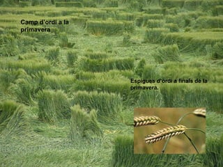 Camp d’ordi  a la primavera Espigues d’ordi a finals de la primavera. 