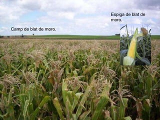 Camp de blat de moro. Espiga de blat de moro. 