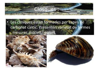 Closques :

• Les closques estan formades per capes de
  carbonat càlcic. Presenten varietat de formes
  , mesures,models i colors.
 