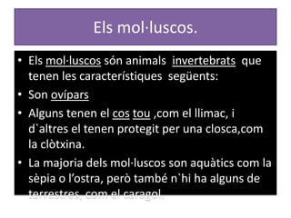 Els mol·luscos.
• Els mol·luscos són animals invertebrats que
  tenen les característiques següents:
• Son ovípars
• Alguns tenen el cos tou ,com el llimac, i
  d`altres el tenen protegit per una closca,com
  la clòtxina.
• La majoria dels mol·luscos son aquàtics com la
  sèpia o l’ostra, però també n`hi ha alguns de
  terrestres, com el caragol.
 