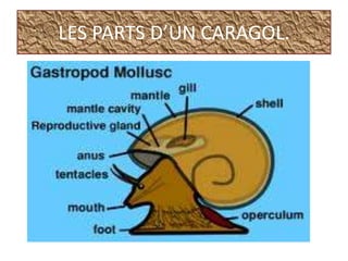 LES PARTS D’UN CARAGOL.
 