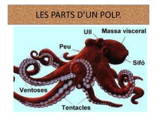 LES PARTS D’UN POLP.
 