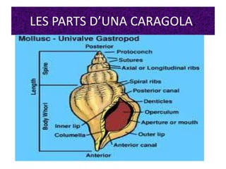 LES PARTS D’UNA CARAGOLA.
 