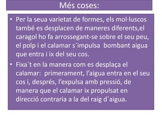 Més coses:
• Per la seua varietat de formes, els mol·luscos
  també es desplacen de maneres diferents,el
  caragol ho fa arrossegant-se sobre el seu peu,
  el polp i el calamar s`impulsa bombant aigua
  que entra i ix del seu cos.
• Fixa`t en la manera com es desplaça el
  calamar: primerament, l’aigua entra en el seu
  cos i, després, l’expulsa amb pressió, de
  manera que el calamar ix propulsat en
  direcció contraria a la del raig d`aigua.
 