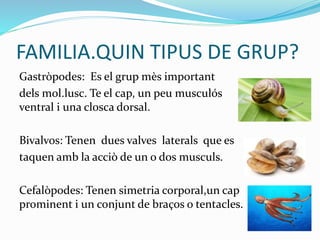 FAMILIA.QUIN TIPUS DE GRUP?
Gastròpodes: Es el grup mès important
dels mol.lusc. Te el cap, un peu musculós
ventral i una closca dorsal.
Bivalvos: Tenen dues valves laterals que es
taquen amb la acciò de un o dos musculs.
Cefalòpodes: Tenen simetria corporal,un cap
prominent i un conjunt de braços o tentacles.
 