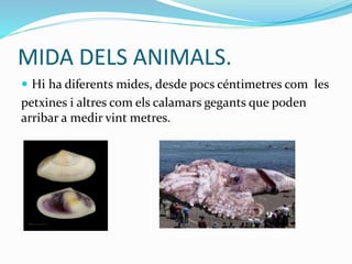 MIDA DELS ANIMALS.
 Hi ha diferents mides, desde pocs céntimetres com les
petxines i altres com els calamars gegants que poden
arribar a medir vint metres.
 