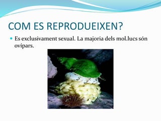 COM ES REPRODUEIXEN?
 Es exclusivament sexual. La majoria dels mol.lucs són
ovípars.
 