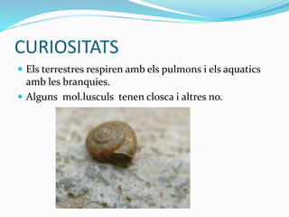 CURIOSITATS
 Els terrestres respiren amb els pulmons i els aquatics
amb les branquies.
 Alguns mol.lusculs tenen closca i altres no.
 