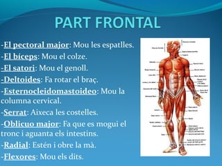 -El pectoral major: Mou les espatlles.
-El bíceps: Mou el colze.
-El satori: Mou el genoll.
-Deltoides: Fa rotar el braç.
-Esternocleidomastoideo: Mou la
columna cervical.
-Serrat: Aixeca les costelles.
-Oblicuo major: Fa que es mogui el
tronc i aguanta els intestins.
-Radial: Estén i obre la mà.
-Flexores: Mou els dits.
 