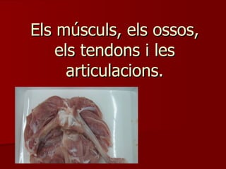 Els músculs, els ossos, els tendons i les articulacions. 