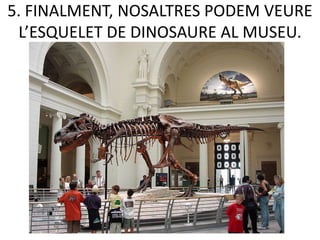 5. FINALMENT, NOSALTRES PODEM VEURE
 L’ESQUELET DE DINOSAURE AL MUSEU.
 